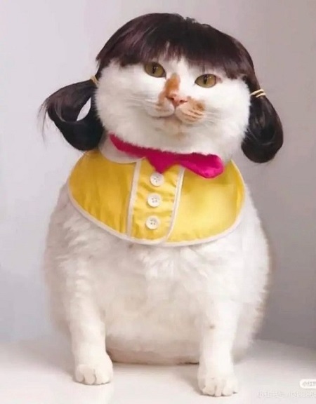 bad human cat costume.jpg